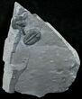 Elrathia Trilobite In Matrix #6352-1